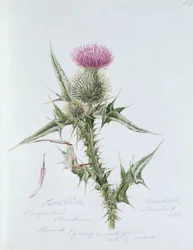 Scotch Thistle, painted at Brantwood